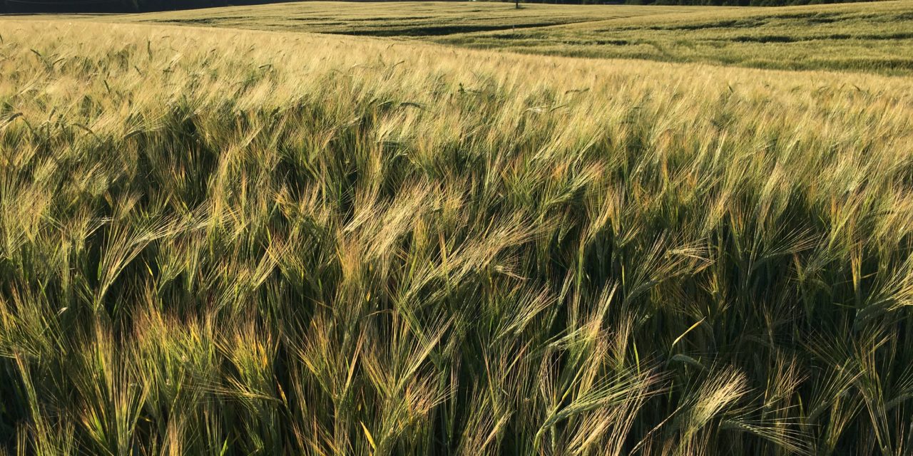 Семена на поле твоего сердца (XV воскресенье рядового времени, A)