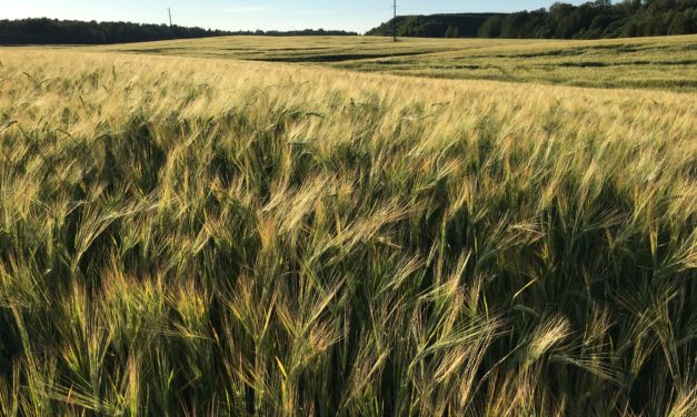 Семена на поле твоего сердца (XV воскресенье рядового времени, A)