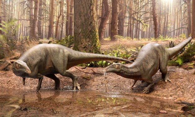 Жоау де Лоурейру – иезуит, именем которого был назван динозавр