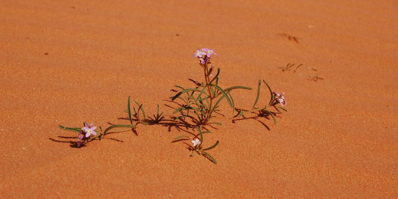 Радость узнавания: когда пустыня начинает цвести