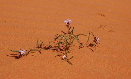 Радость узнавания: когда пустыня начинает цвести