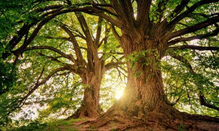 Между корнями и небом